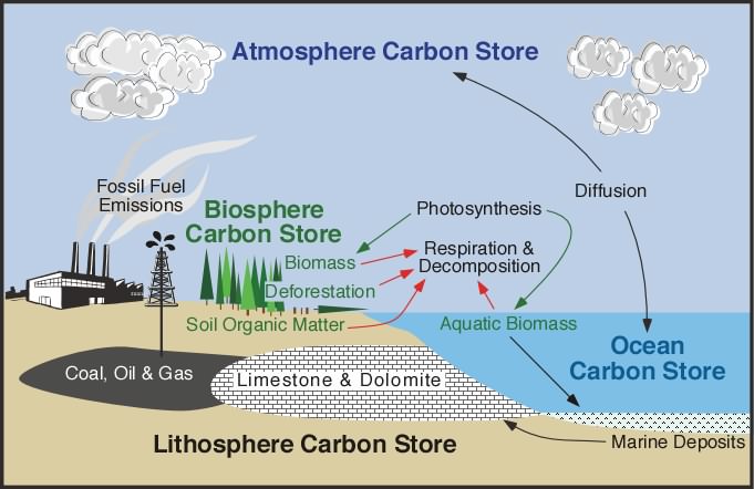 9 r The Carbon Cycle