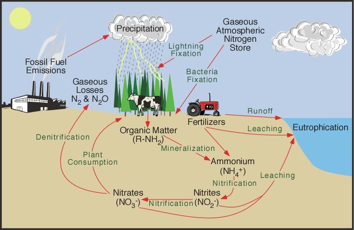 Schematic of the Nitrogen Cycle
